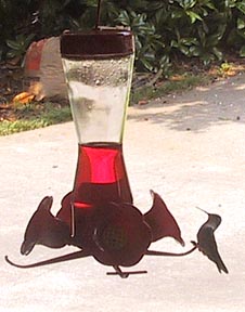 Hummingbird, 20 May 2001