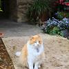 Mission Espada Franciscan monk Fr. Jerome's cat, Moses