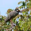 Yellow-crowned night heron in tree over San Antonio River