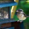 Female red-breasted grosbeak at feeder on April 26, 2014