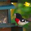 Male red-breasted grosbeak at feeder on April 26, 2014