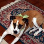 Molly suffers the indignity of a green lacy bow on Christmas Day