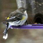 Yellow rumped warbler
