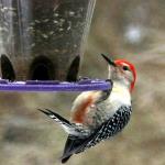 Red-bellied woodpecker