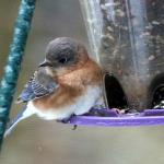 Young bluebird