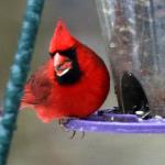 Male cardinal