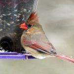 Female cardinal