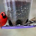 Cardinal and goldfinch