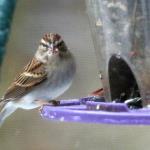 Sparrow