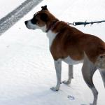 Molly enjoys the snow two weeks after knee replacement surgery