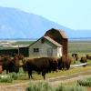 Herd of bison near Antelope Flats Road barn
