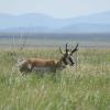 Pronghorn, sometimes called pronghorn antelope, on Antelope Flats