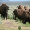 Small portion of large herd of bison on Antelope Flats near the famous barn