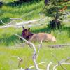 Mule deer