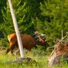 Elks meet here in Yellowstone NP