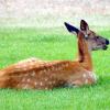 Fawn in Gardiner, MT near Roosevelt Arch