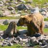 Grizzly bear at Grizzly and Wolf Discovery Center in West Yellowstone, MT