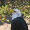 Rescued bald eagle at Grizzly and Wolf Discovery Center