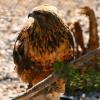 Red-tailed hawk