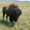 Face-to-face with bison