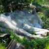 Gray wolf at Grizzly and Wolf Discovery Center