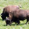 Roadside bison near Yellowstone Lake