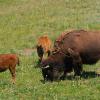Roadside bison near Yellowstone Lake
