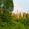 Rainbow over forest along Wanona Road, Yosemite