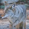 "Friendly" roadside coyote, Yosemite