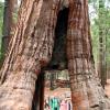 Julia and Samuel passing through the California Tunnel Tree in Mariposa Grove, Yosemite