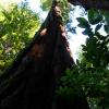 Giant redwood at Muir Woods