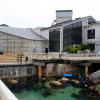 Monterey Aquarium