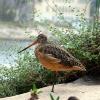 Aviary in Monterey Aquarium