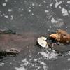 Sea otter having snack