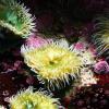Anemones in Monterey Aquarium