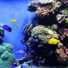 Tropical fish in Monterey Aquarium