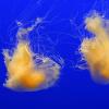 Egg yolk jellyfish in Monterey Aquarium