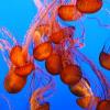 Jellyfish in Monterey Aquarium
