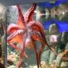 Giant octopus in Monterey Aquarium