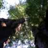 Muir Woods