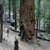 Comparing sequoyah in Mariposa Grove to Edgar, Yosemite
