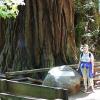 Julia at Muir Woods