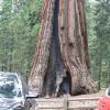 Comparting cars and trees at Mariposa Grove, Yosemite