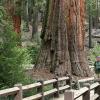 Mariposa Grove pathway, Yosemite