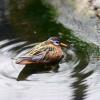 Aviary, Monterey Aquairium