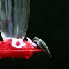 Hummingbird 2013-10-6