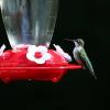 Hummingbird 2013-10-6