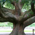Mighty oak, Williamsburg