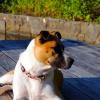 Molly enjoying the view from the dock at Lake Burton