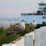 Sea gulls near Mukilteo ferry landing. July 6, 2014